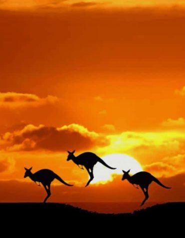 Kangaroos at the Beach Paint By Numbers