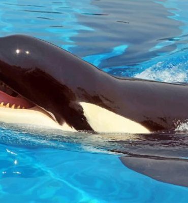 Killer Whale Ocean Adventure Paint By Numbers