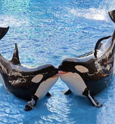 Orca Whale Paint By Numbers