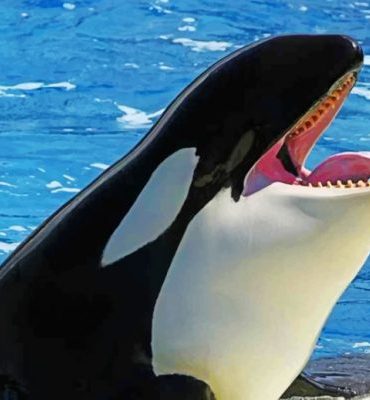 Killer Whale Animal Paint By Numbers