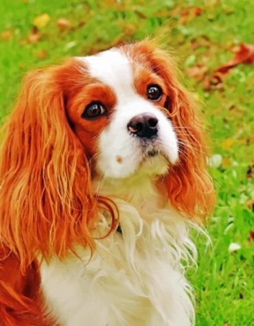 King Charles Puppy Delight Paint By Numbers