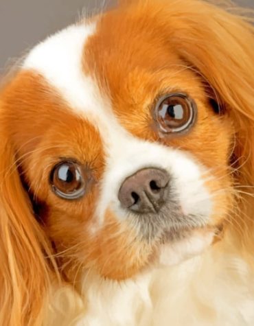 Cavalier King Charles Puppy Paint By Numbers