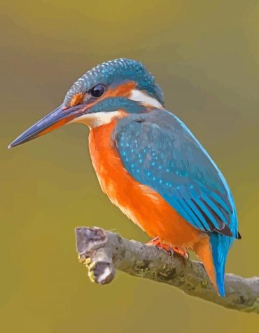 Halcyon Kingfisher on a Branch Paint By Numbers