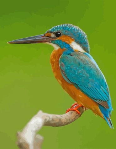 Kingfisher Wildlife Paint By Numbers