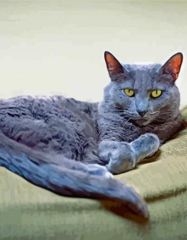 Korat Grey Cat Paint By Numbers
