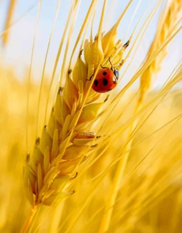 Ladybug Wheat Scenery Paint By Numbers