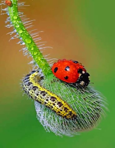Lively Ladybug Paint By Numbers