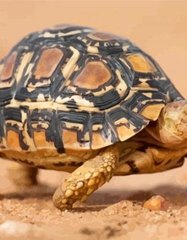 Leopard Tortoise Animal Paint By Numbers