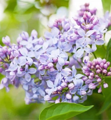 Lilac Bloom Paint By Numbers