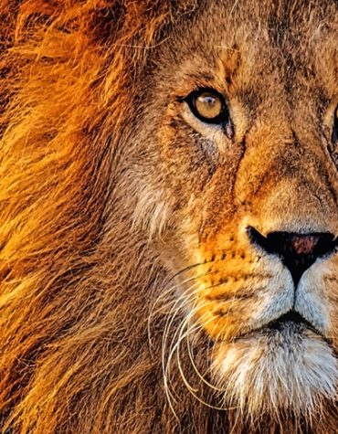 Majestic Lion King Paint By Numbers