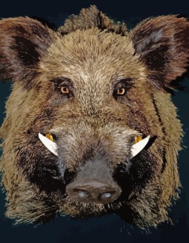 Little Boar Wildlife Paint By Numbers