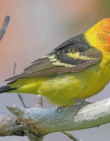 Colorful Western Tanager Paint By Numbers