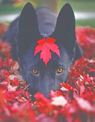 Lovely Black Dog Paint By Numbers