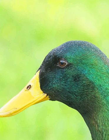 Mallard Duck Animals Paint By Numbers