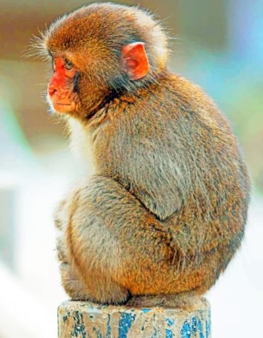 Macaque Monkey Wildlife Paint By Numbers