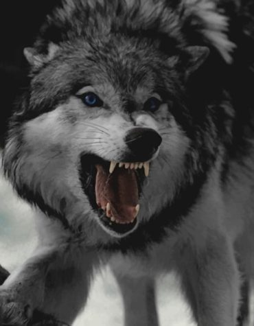 Angry Wolf Portrait Paint By Numbers