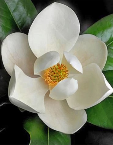 White Magnolia Flower Paint By Numbers