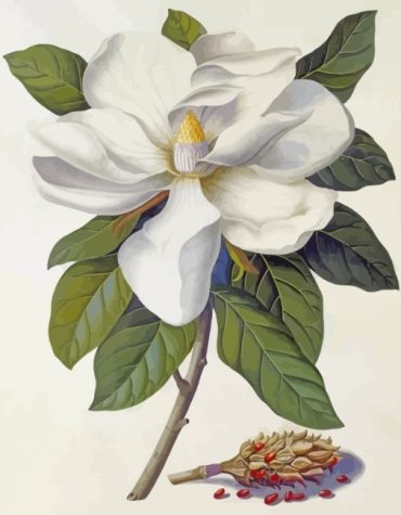 Magnolia Bloom Paint By Numbers