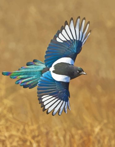 Magpie Bird Paint By Numbers