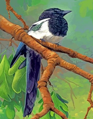 Magpie Bird Artwork Paint By Numbers