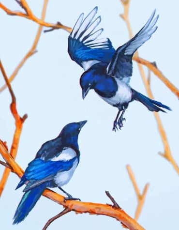 Blue Magpie Birds Paint By Numbers
