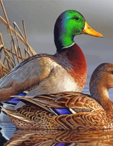 Waterfowl Mallards Paint By Numbers