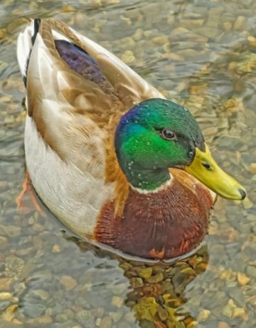 Mallard Waterfowl Paint By Numbers