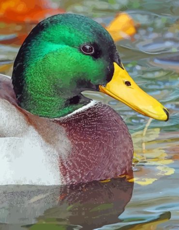 Mallard Waterfowl Paint By Numbers