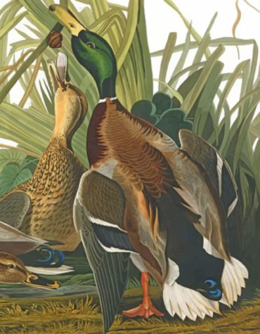 Colorful Mallard Bird Paint By Numbers