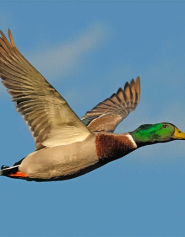 Mallard Duck in Flight Paint By Numbers