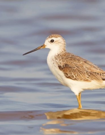 Marsh Sandpiper Bird Paint By Numbers