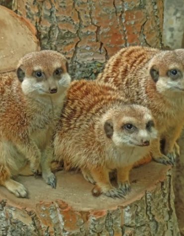 Meerkats Wildlife Paint By Numbers