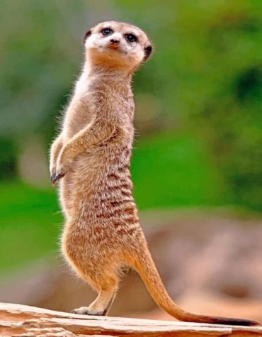 Meerkat Wildlife Paint By Numbers