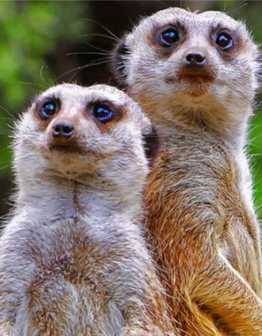 Meerkat Wonders Paint By Numbers