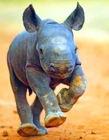Baby Rhinoceros Wildlife Paint By Numbers