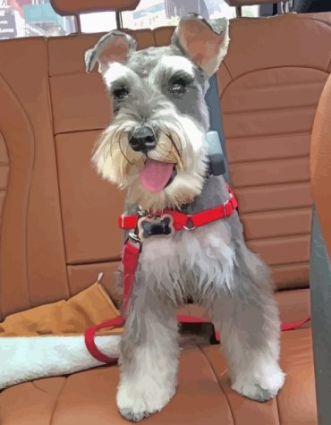 Miniature Schnauzer Dog Paint By Numbers