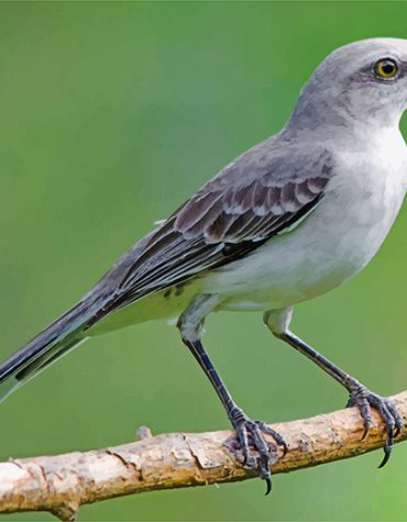 Mockingbird Wildlife Paint By Numbers