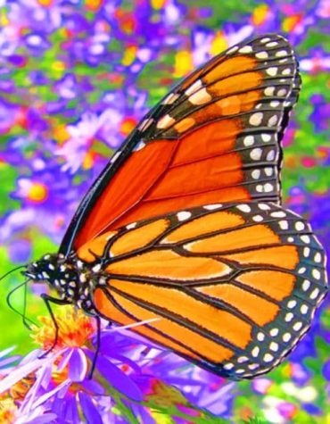 Majestic Monarch Butterfly Paint By Numbers