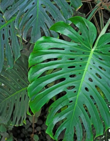 Monstera Green Leaf Paint By Numbers