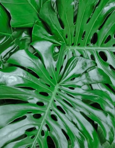 Monstera Tropical Leaves Paint By Numbers
