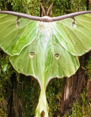 Moon Moth Nature Paint By Numbers