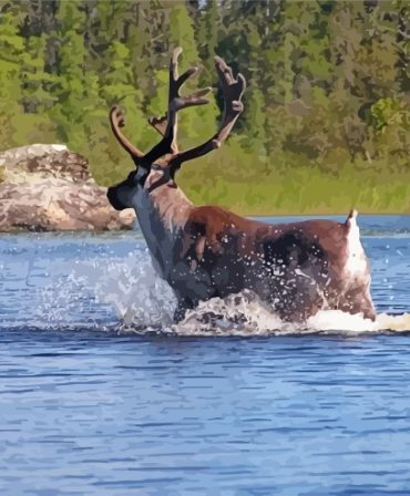 Moose in Tranquil Lake Paint By Numbers