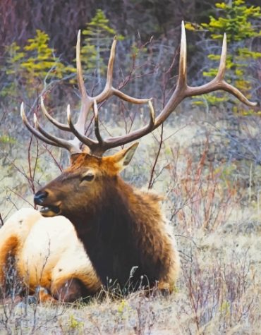 Majestic Moose Paint By Numbers