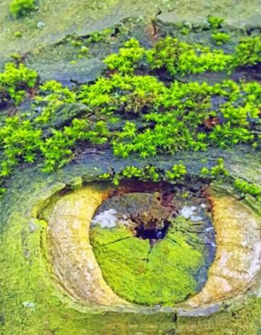 Mother Nature's Eye Landscape Paint By Numbers