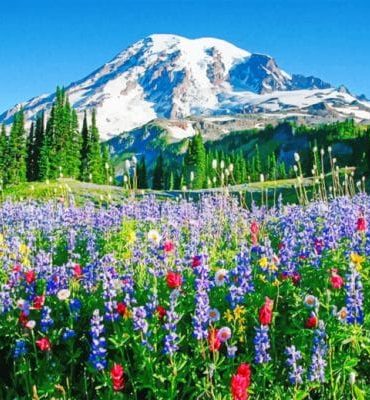 Mount Rainier Landscape Paint By Numbers