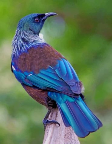 New Zealand Blue Bird Paint By Numbers