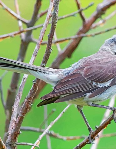 Mockingbird Close-Up Paint By Numbers
