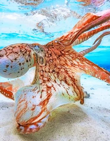 Orange Octopus Sea Life Paint By Numbers