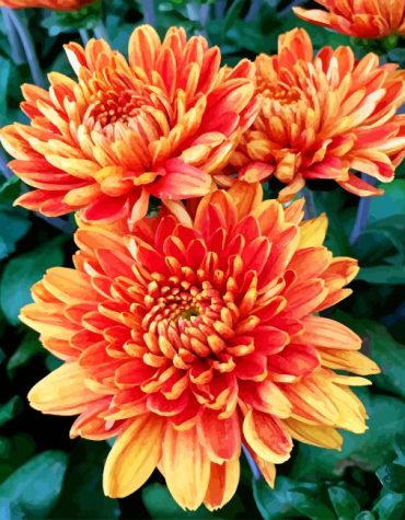 Orange Chrysanthemum Flowers Paint By Numbers