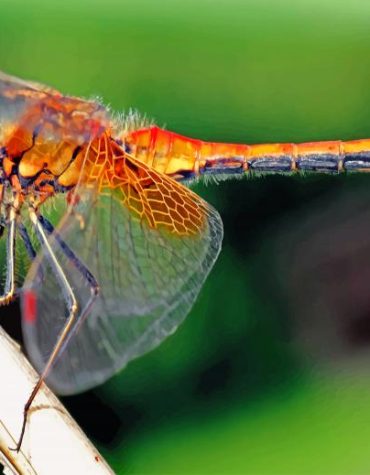Orange Dragonfly Insect Paint By Numbers